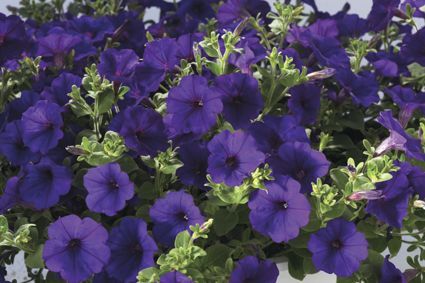 Petunias (Petunias 'Whispers Blue')