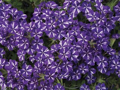 Verbena (Verbena 'Lanai Purple Star')