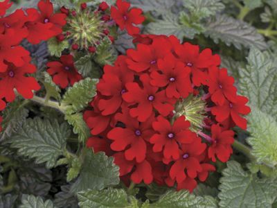 Verbena (Verbena 'Lanai Red)
