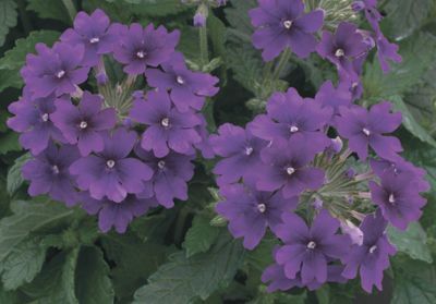 Verbena (Verbena 'Upright Violet')