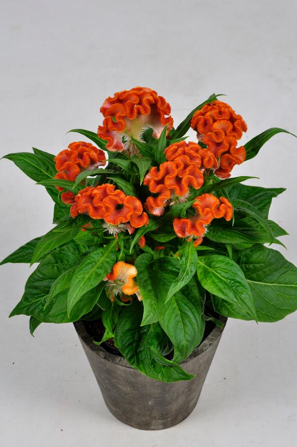 Celosia cristata Twisted Orange | Lucas Greenhouses