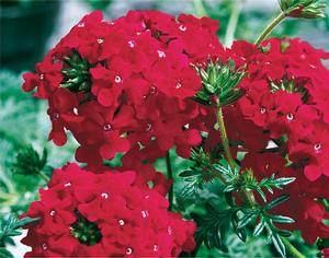 Verbena (Verbena 'Magalena Red')