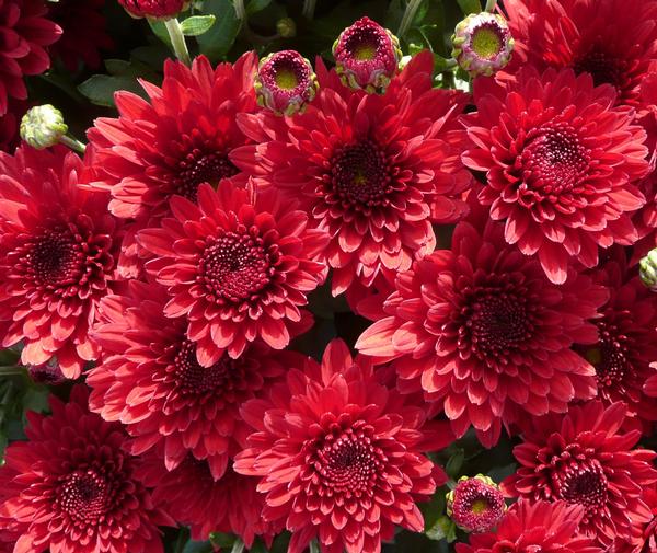 Mum chrysanthemum x morifolium Eternal Red Lucas Greenhouses