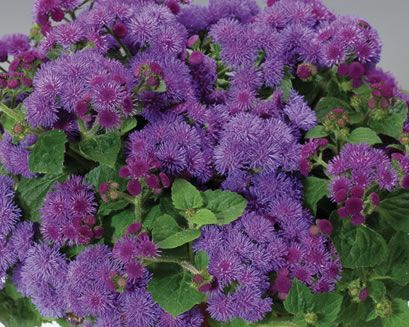 Ageratum  (Argeratum 'Artist Blue Violet')