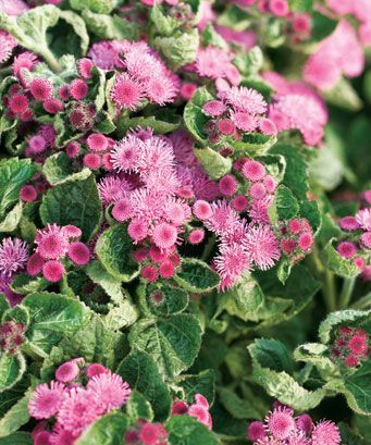Ageratum  (Ageratum 'Artist Purple')
