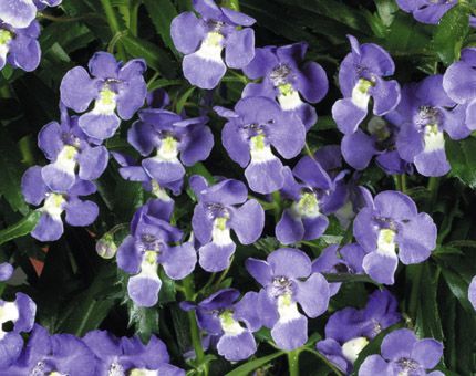 Angelonia (Angelonia 'Angelface Dresden Blue')