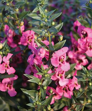 Angelonia (Angelonia 'Angelface Pink Improved')