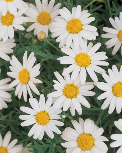Argyranthemum (Argyranthemum 'Molimba Helio White')