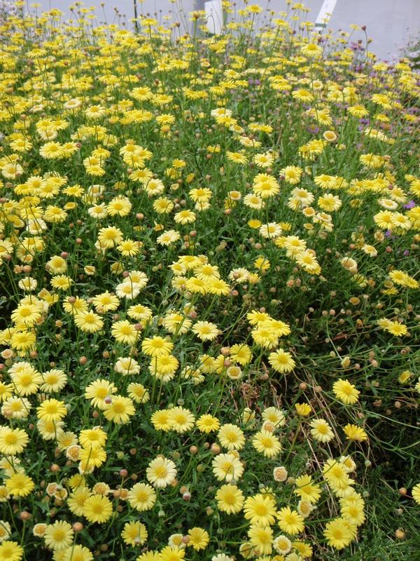 hybrid Surdaisy Yellow Lucas Greenhouses