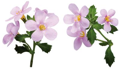 Bacopa (Bacopa 'Snowstorm Pink Improved')