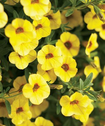 Calibrachoa (Calibrachoa 'Superbells Safron')