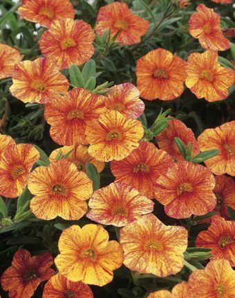 Calibrachoa (Calibrachoa 'Superbells Tequila Sunrise')