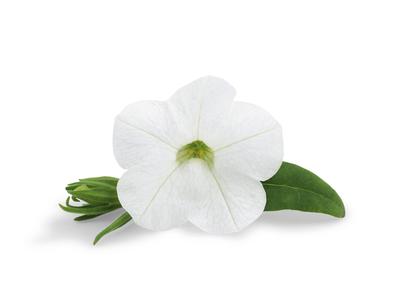 Calibrachoa (Calibrachoa 'Superbells White')