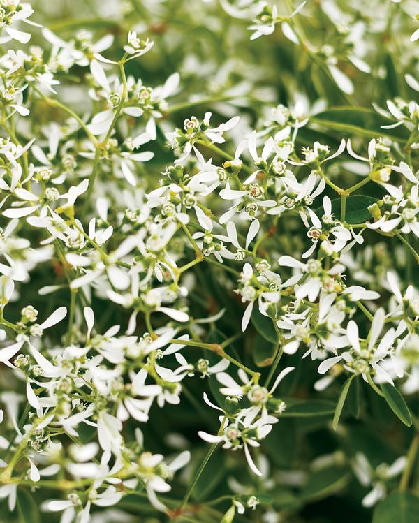 Euphorbia (Euphorbia 'Diamond Frost')