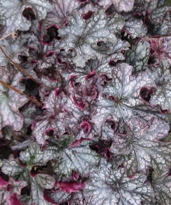 Huechera (Huechera 'Dolce Blackcurrant')