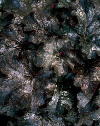 Huechera (Huechera 'Dolce Licorice')