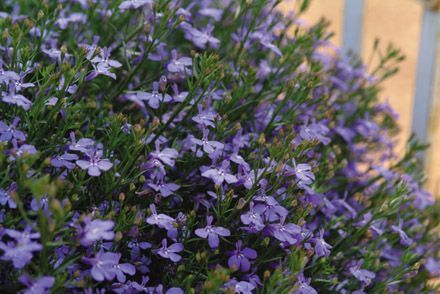 Lobelia (Lobelia 'Laguna Sky Blue')