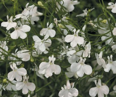 Lobelia (Lobelia 'Laguna White')