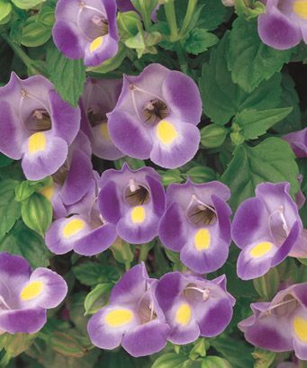 Torenia (Torenia 'Catalina Blue')