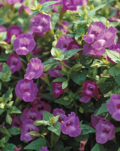 Torenia (Torenia 'Summer Wave Amethyst')