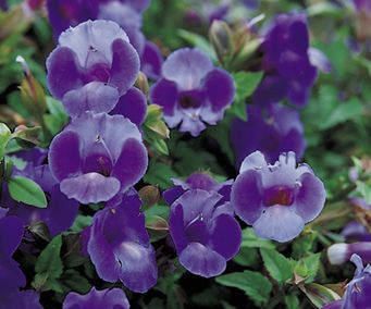 Torenia (Torenia 'Summer Wave Blue')