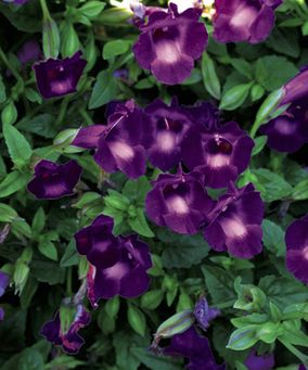 Torenia (Torenia 'Wave Large Violet')