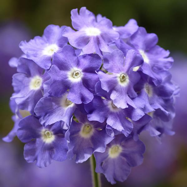Verveine Lanai Sky Blue fleurs couleur Bleu
