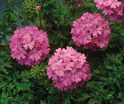 Verbena (Verbena 'Babylon Deep Pink')