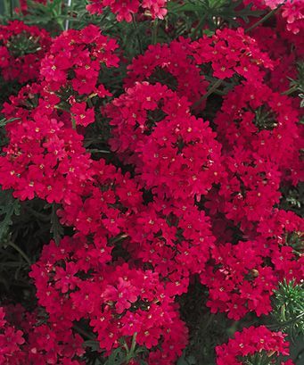 Verbena (Verbena 'Babylon Neon Rose')