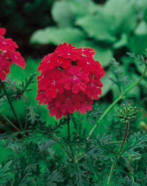 Verbena (Verbena 'Babylon Red')