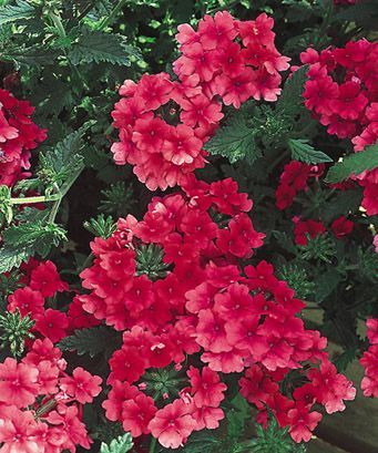 Verbena (Verbena 'Superbena Coral Red Improved')