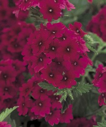 Verbena (Verbena 'Superbena Burgundy')