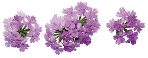 Verbena (Verbena 'Supertunia Large Lilac Blue')