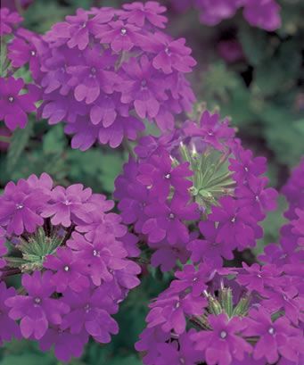 Verbena (Verbena 'Superbena Purple')