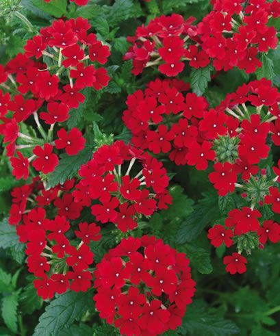 Verbena (Verbena 'Tukana Scarlet')