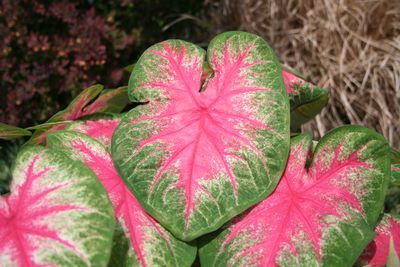 Caladiums (Caladiums 'Rosebud')