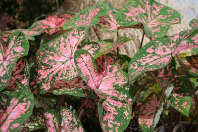 Caladiums (Caladiums 'Elise')