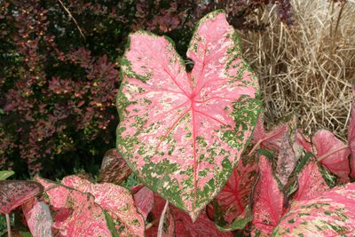 Caladiums (Caladiums 'Pink Beauty')