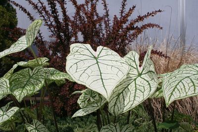 Caladiums (Caladiums 'Candidum Jr.')