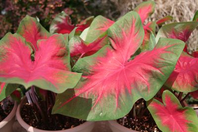 Caladiums (Caladiums 'Cardinal')