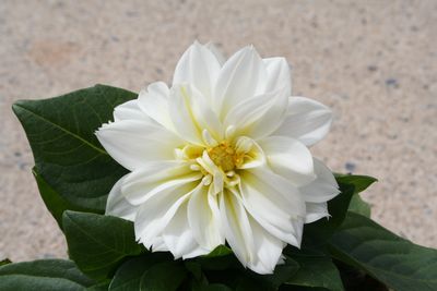 Dahlia (Dahlia 'Colorado')