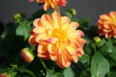 Dahlia (Dahlia 'Delicious Honey')