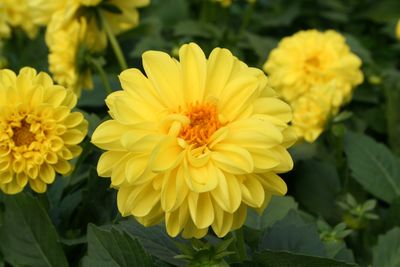 adorwasear - delicious lemon zest dahlia