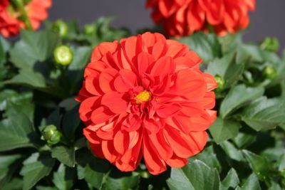 Dahlia (Dahlia 'Delicious Marmalade')