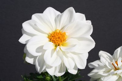 Dahlia (Dahlia 'Delicious Marshmallow Improved')