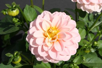 Dahlias  (Dahlias 'Delicious Strawberry Cream')