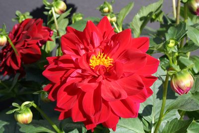 Dahlia (Dahlia 'Delicious Raspberry')