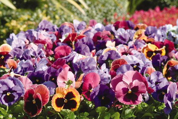 Pansy Viola X Wittrockiana (Pansy 'Matrix Coastal Sunrise Mix')