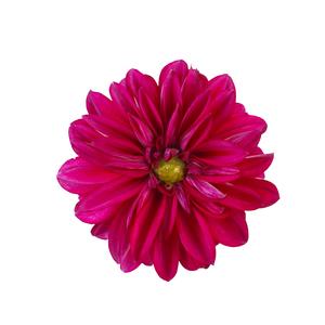 Dahlia (Dahlia 'Lisa Burgundy')