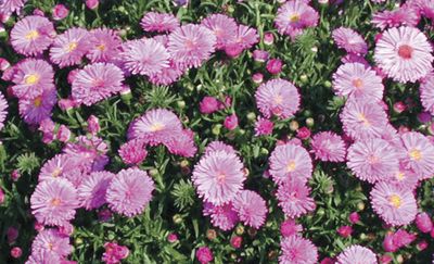 Aster Novi-Belgii (Aster 'Frolic')